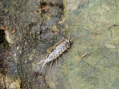 Ligia baudiniana by 
Hans Hillewaert. Used under a CC BY-SA 4.0 license.