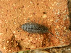 Ligia exotica 32340058 by Ryan Watson. Used under a CC BY 4.0 license.