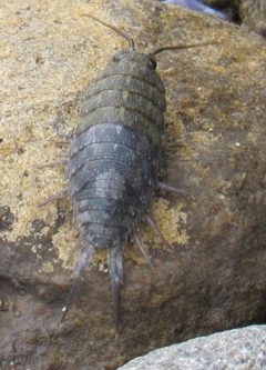 Ligia occidentalis by Justin Johnsen. Used under a CC BY-SA 4.0 license.