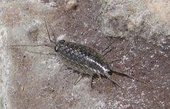 Ligia sp. 00 by Rhalah. Used under a CC BY-SA 3.0 license.