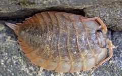 Ligia pallasii by D. Sikes. Used under a CC BY-SA 2.0 license.