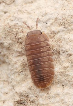 Cubaris murina 186794398 by Alexis. Used under a CC BY 4.0 license.