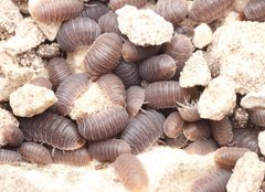 Cubaris murina 186794551 by Alexis. Used under a CC BY 4.0 license.
