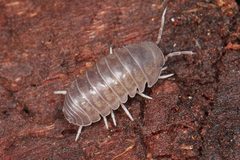 Venezillo microphthalmus 167693000 by Ken-ichi Ueda. Used under a CC BY 4.0 license.