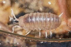 Venezillo microphthalmus 168932225 by Ken-ichi Ueda. Used under a CC BY 4.0 license.
