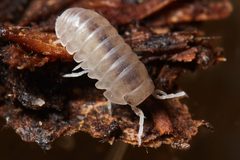 Venezillo microphthalmus 168932232 by Ken-ichi Ueda. Used under a CC BY 4.0 license.