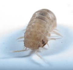 Venezillo microphthalmus 38300827 by Scott Loarie. Used under a CC0 license.
