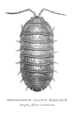 Armadillidium nasatum by Wilfred Mark Webb &amp; Charles Sillem. Used under a CC0 license.