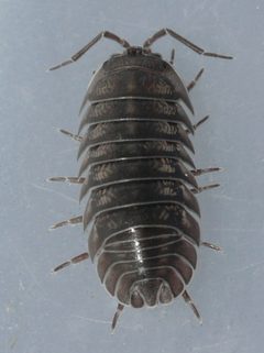 Armadillidium nasatum 01 by Ilona Loser. Used under a CC BY-SA 4.0 license.