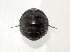 Armadillidium nasatum 02 by Ilona Loser. Used under a CC BY-SA 4.0 license.
