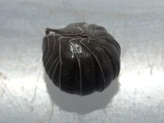 Armadillidium nasatum 03 by Ilona Loser. Used under a CC BY-SA 4.0 license.