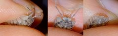 Armadillidium nasatum characteristics by Stephan Kleinfelder. Used under a CC BY-SA 4.0 license.