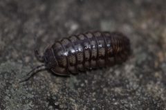 Invertebrate Pillbug Armadillidium nasatum by Twosistersinthewild. Used under a CC BY-SA 4.0 license.