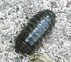 ArmadillidiumVulgare by wikipedia. Used under a CC BY-SA 3.0 license.