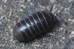 Armadillidium vulgare 137428721 by Matthew Vosper. Used under a CC BY 4.0 license.