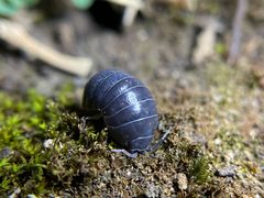 Armadillidium vulgare 138264167 by Daniel Das. Used under a CC0 license.