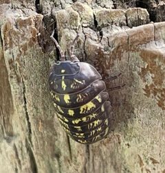 Armadillidium vulgare 139124435 by Dee Shea Himes. Used under a CC BY 4.0 license.