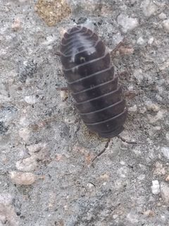 Armadillidium vulgare 140055882 by beetle_mch. Used under a CC BY 4.0 license.