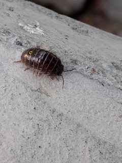Armadillidium vulgare 143197881 by beetle_mch. Used under a CC BY 4.0 license.