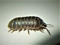 Armadillidium vulgare male by Xeroporcellio. Used under a CC BY 4.0 license.
