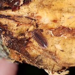 Cylisticus convexus 161352696 by Leila Dasher. Used under a CC BY 4.0 license.