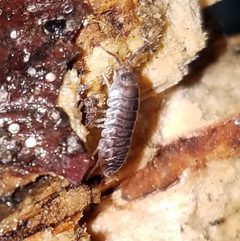 Cylisticus convexus 161352716 by Leila Dasher. Used under a CC BY 4.0 license.