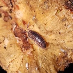 Cylisticus convexus 161352751 by Leila Dasher. Used under a CC BY 4.0 license.