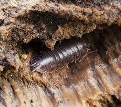 Cylisticus convexus 162380488 by ii Sips. Used under a CC BY 4.0 license.