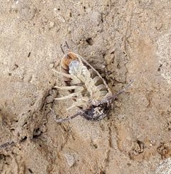 Cylisticus convexus 172846617 by ii Sips. Used under a CC BY 4.0 license.
