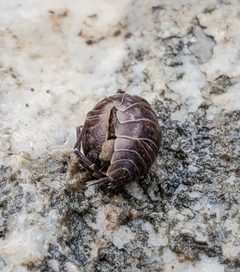 Cylisticus convexus 172942530 by ii Sips. Used under a CC BY 4.0 license.