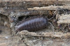 Cylisticus convexus 184686058 by Barnaby Walters. Used under a CC BY 4.0 license.