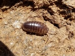 Cylisticus convexus 184756608 by Leila Dasher. Used under a CC BY 4.0 license.