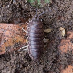 Cylisticus convexus 2864275 by Ken-ichi Ueda. Used under a CC BY 4.0 license.