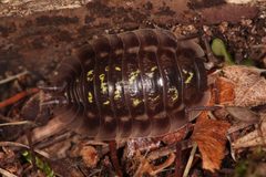 Mauerassel Oniscus asellus by Holger Krisp. Used under a CC BY 4.0 license.