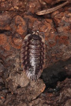 Mauerassel Oniscus asellus 2 by Holger Krisp. Used under a CC BY 3.0 license.