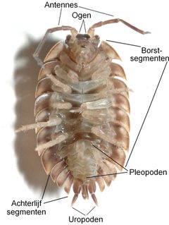 Oniscus asellus - Dutch by wikipedia. Used under a CC BY-SA 2.5 license.