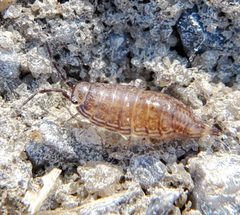 Atlantoscia floridana by iNaturalist user: lightbed. Used under a CC0 license.
