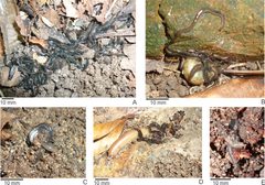 Behavior and feeding of Endeavouria septemlineata by Piter K. Boll, Ilana Rossi, Silvana V. Amaral, Ana Leal-Zanchet. Used under a CC BY 4.0 license.
