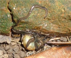 Endeavouria septemlineata feeding on Bradybaena similaris by Piter K. Boll, Ilana Rossi, Silvana V. Amaral, Ana Leal-Zanchet. Used under a CC BY 4.0 license.