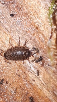 Philoscia muscorum 106774658 by Markus Krieger. Used under a CC BY 4.0 license.