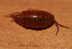 Philoscia muscorum 108984673 by Valentin Hamon. Used under a CC BY-SA 4.0 license.
