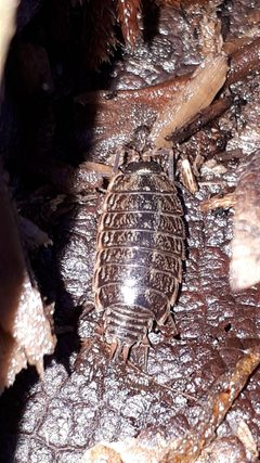 Philoscia muscorum 112229946 by Markus Krieger. Used under a CC BY 4.0 license.