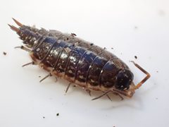 Philoscia muscorum 115365631 by Maria. Used under a CC BY 4.0 license.