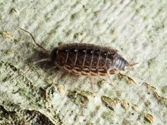 Philoscia muscorum 80566529 by Katja Schulz. Used under a CC BY 4.0 license.