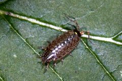 Philoscia muscorum 93329024 by Ben Smith. Used under a CC BY 4.0 license.