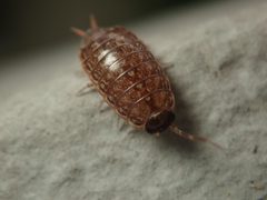 Philoscia muscorum 94345096 by Alexis. Used under a CC BY 4.0 license.