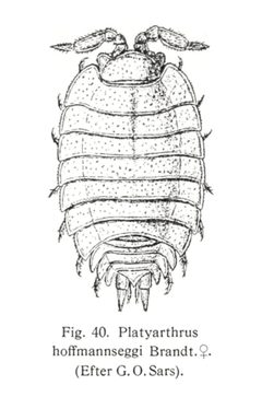 Platyarthrus hoffmannseggii by Dansk naturhistorisk forening. Used under a CC BY-SA 3.0 license.