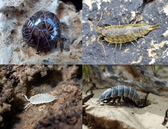 Woodlouse collage x4 by Collage: User:Edit-pi (collage), original authors: see source images.. Used under a CC BY-SA 4.0 license.