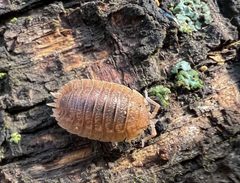 Porcellio dilatatus 172016861 by nmoorhatch. Used under a CC BY 4.0 license.