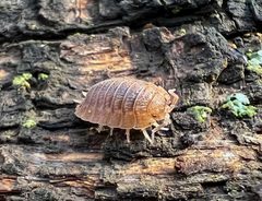 Porcellio dilatatus 172016870 by nmoorhatch. Used under a CC BY 4.0 license.